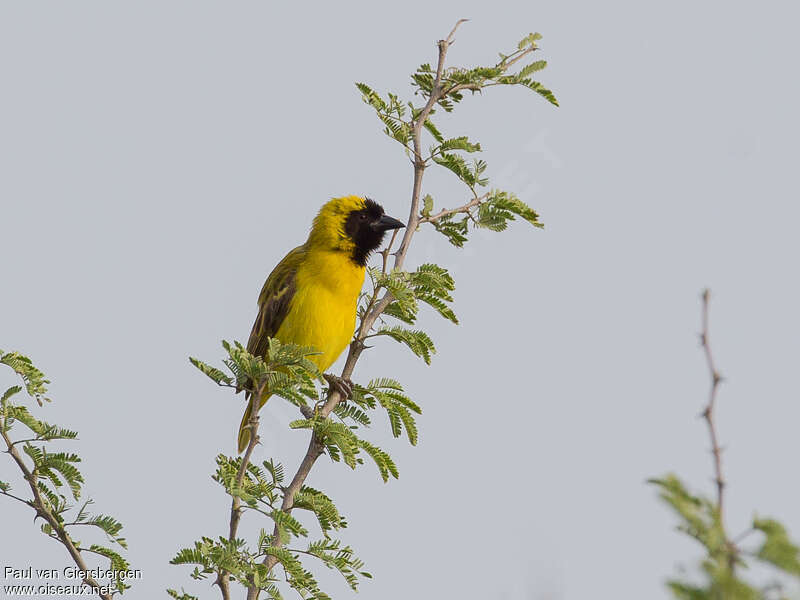 Little Weaver male adult, habitat, pigmentation