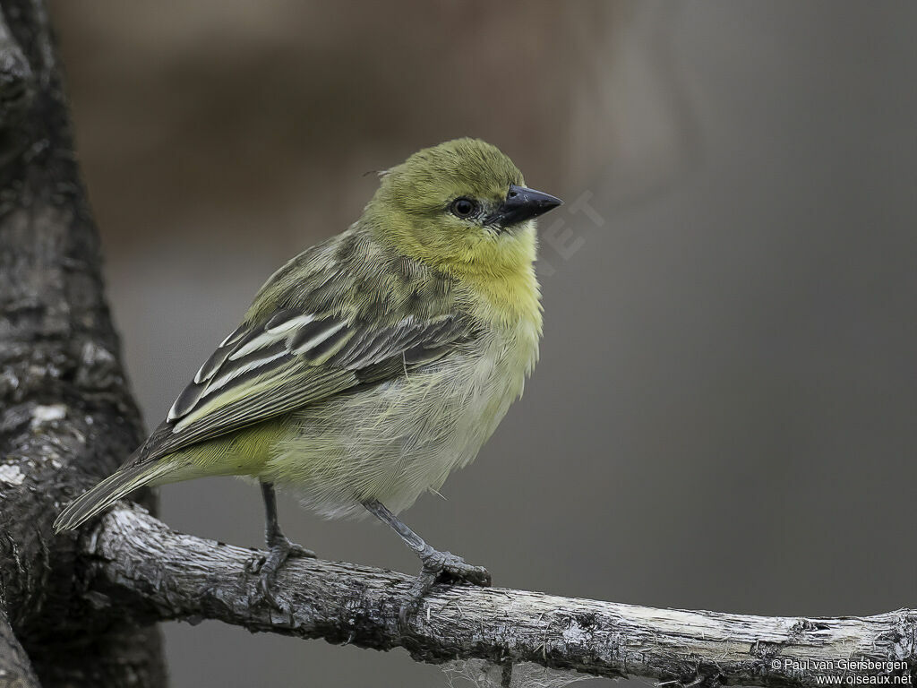 Tisserin minule femelle adulte