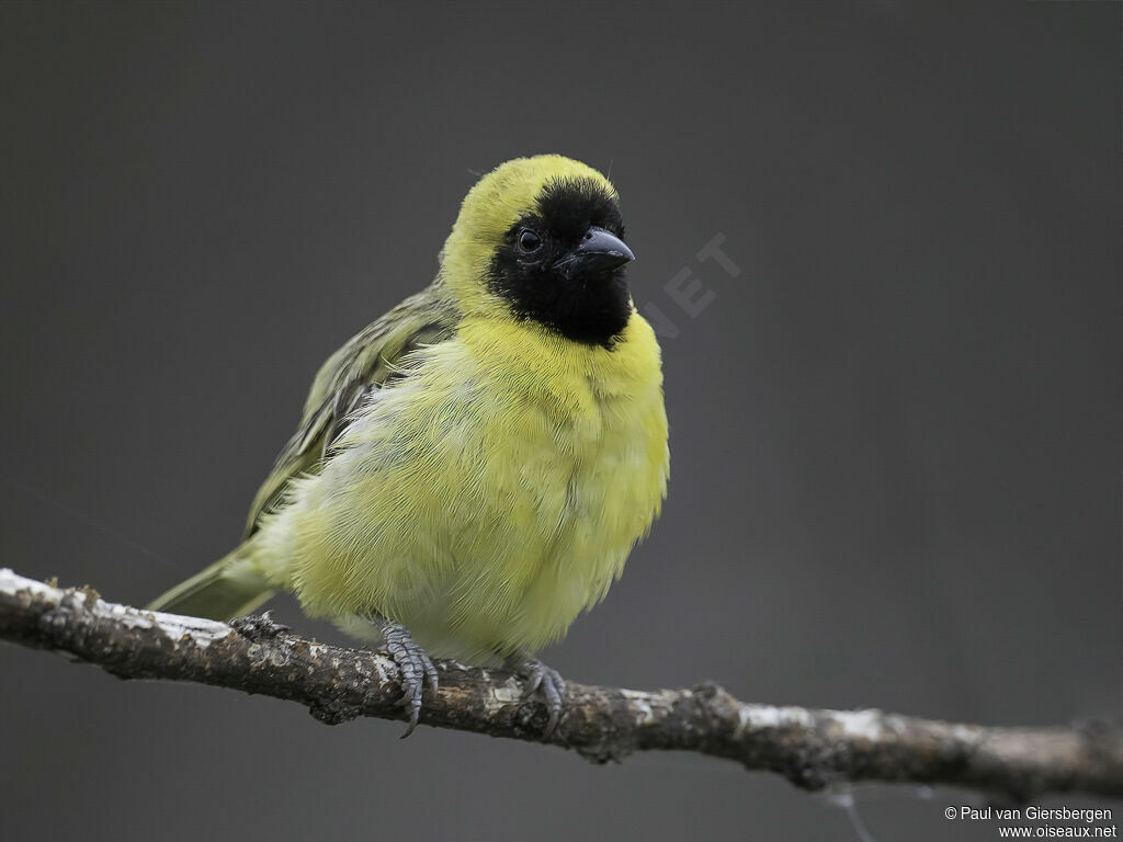 Little Weaver male adult