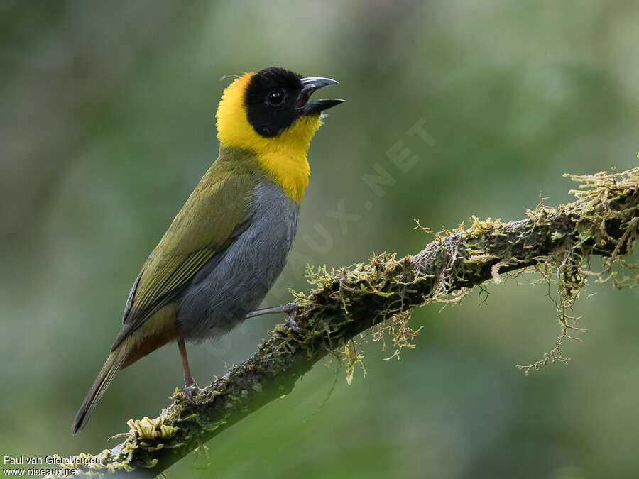 Tisserin nélicourvi mâle adulte, identification