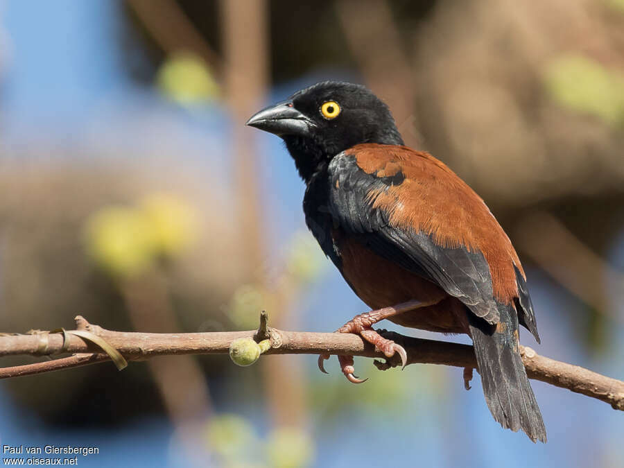 Chestnut-and-black Weaver male adult breeding