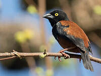 Tisserin noir et marron