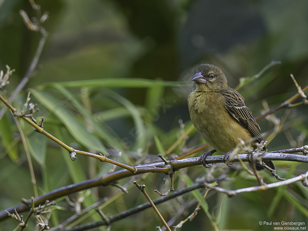 Chestnut-and-black Weaver female adult