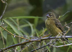 Chestnut-and-black Weaver