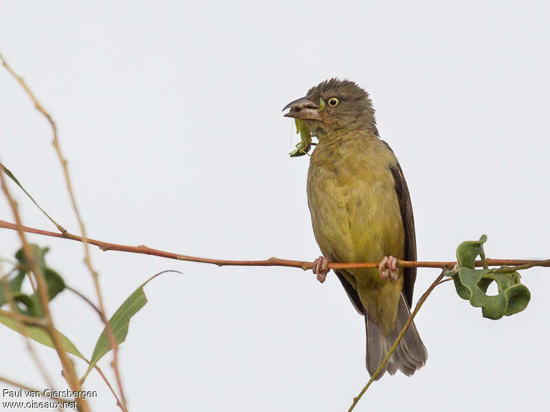 Vieillot's Black Weaver female adult, feeding habits, fishing/hunting