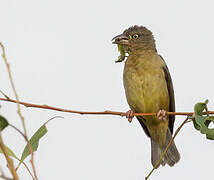 Vieillot's Black Weaver