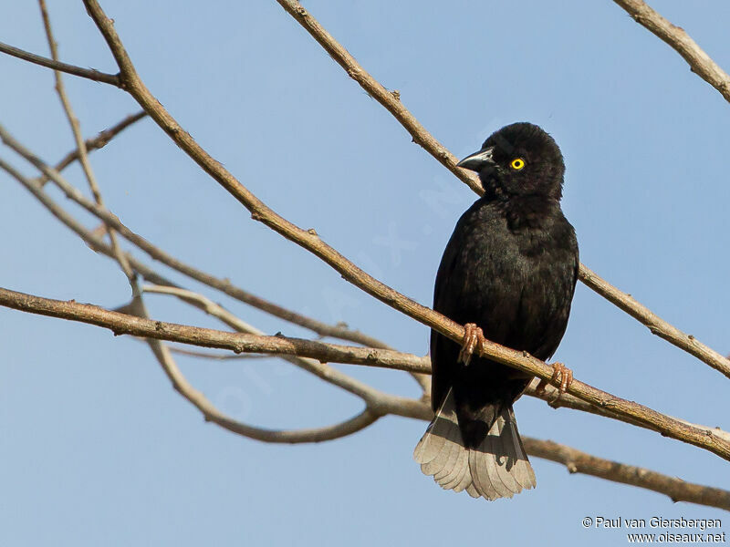 Vieillot's Black Weaver male adult