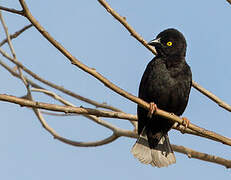 Vieillot's Black Weaver