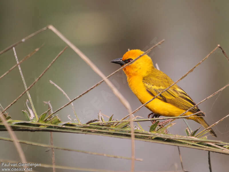 Orange Weaver male adult breeding, identification