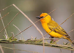 Orange Weaver