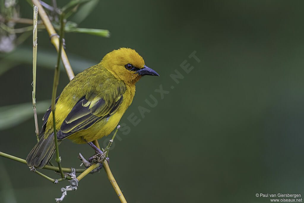 Orange Weaver male adult breeding