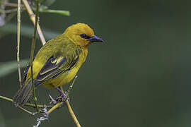 Orange Weaver