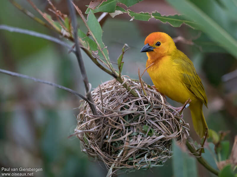 Golden Palm Weaver male adult, Reproduction-nesting