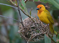 Golden Palm Weaver