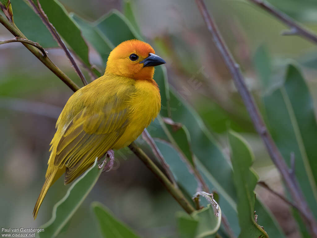 Golden Palm Weaver male adult breeding, identification