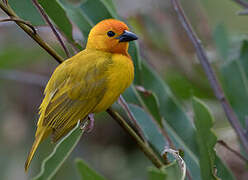 Golden Palm Weaver