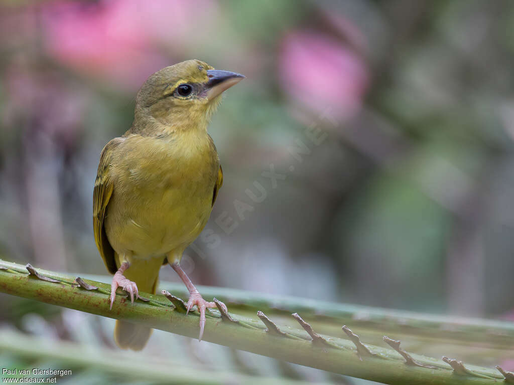 Tisserin palmiste femelle 1ère année, identification