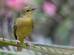 Golden Palm Weaver