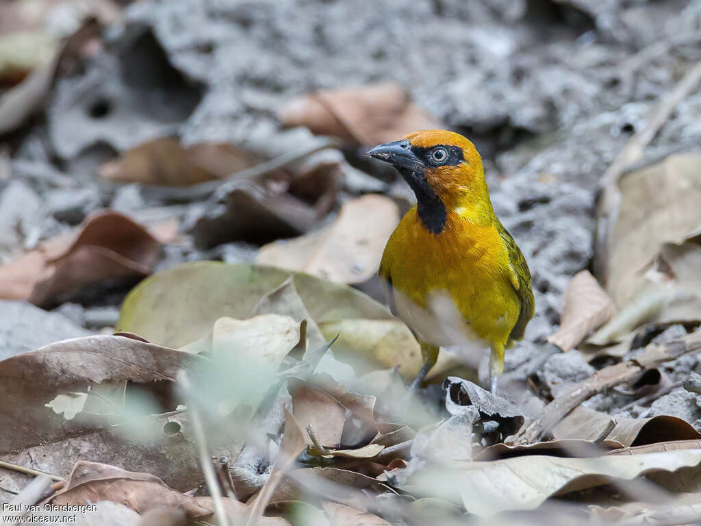 Olive-naped Weaveradult