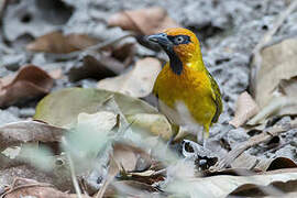 Olive-naped Weaver