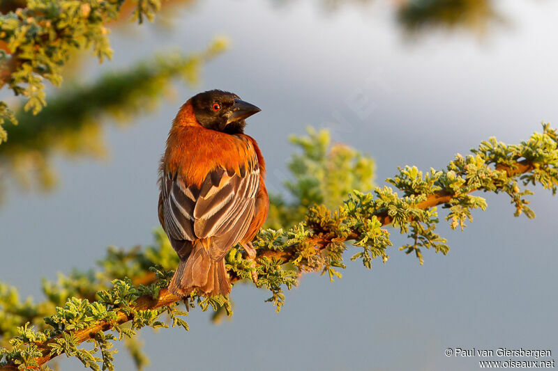 Chestnut Weaver