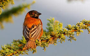 Chestnut Weaver