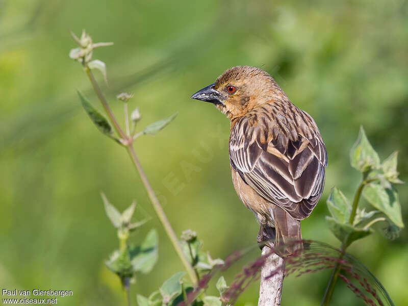 Chestnut Weaver male adult post breeding, identification