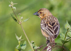 Chestnut Weaver