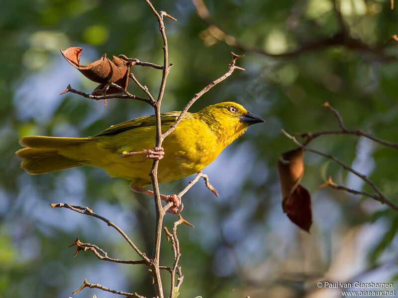 Holub's Golden Weaver