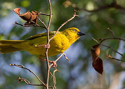 Holub's Golden Weaver