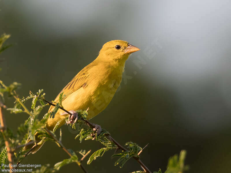 Holub's Golden Weaverjuvenile, identification