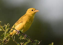 Holub's Golden Weaver