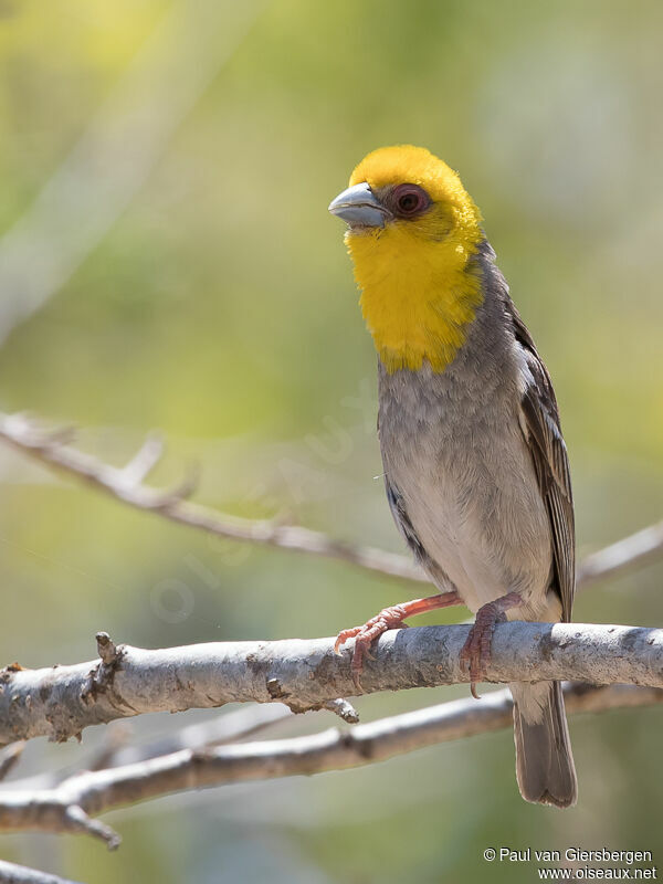 Sakalava Weaver male adult breeding