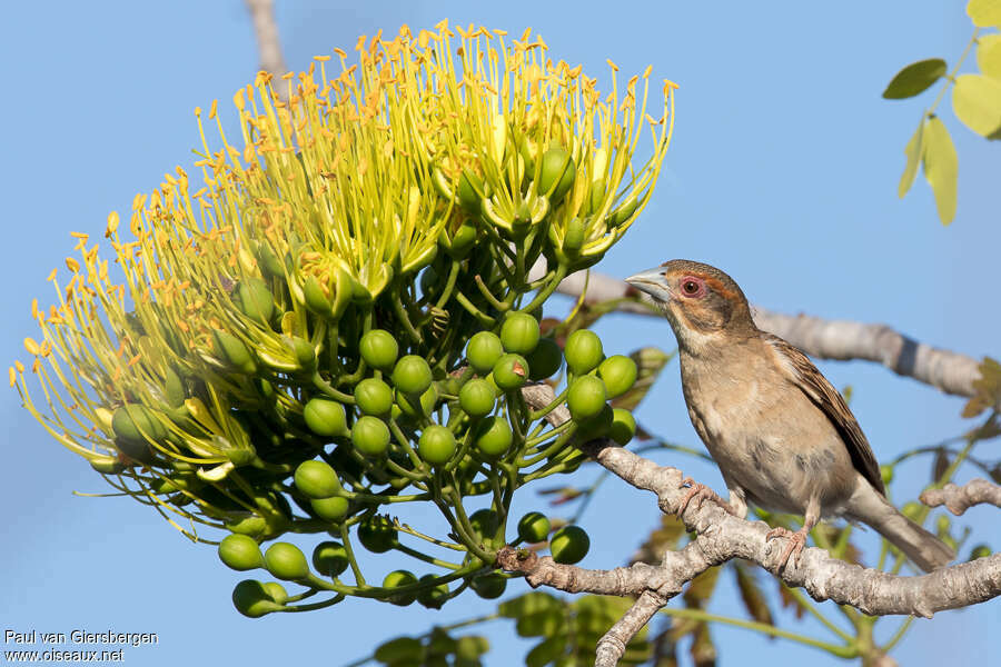 Sakalava Weaver female adult