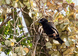 Yellow-mantled Weaver