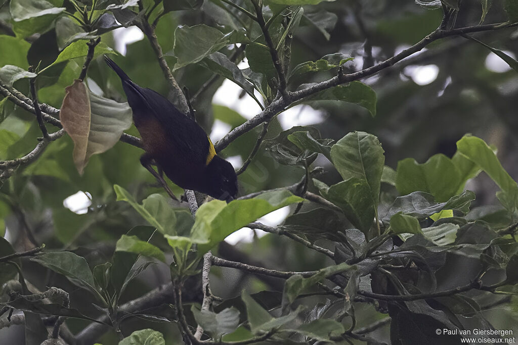 Yellow-mantled Weaveradult