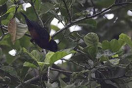 Yellow-mantled Weaver