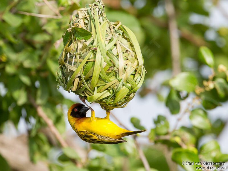 Vitelline Masked Weaver