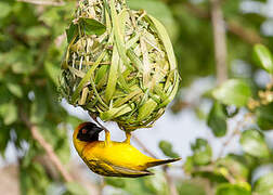 Vitelline Masked Weaver