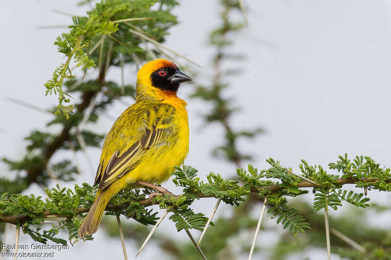 Vitelline Masked Weaver male adult breeding, identification