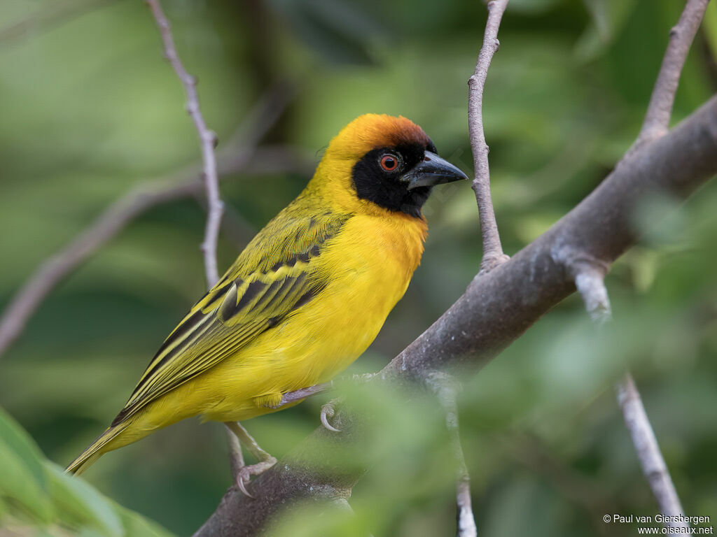 Vitelline Masked Weaver male adult