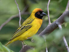 Vitelline Masked Weaver