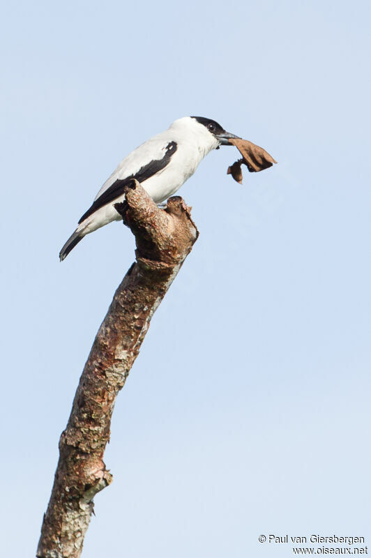 Black-crowned Tityra