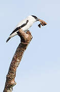 Black-crowned Tityra