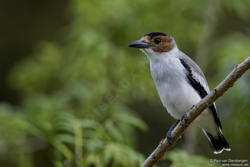 Tityre à tête noire femelle adulte