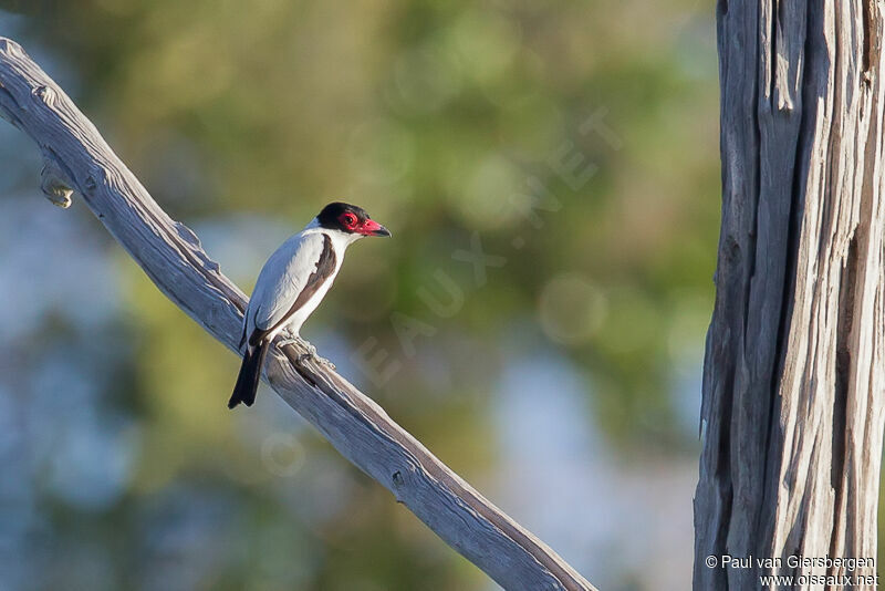 Black-tailed Tityra