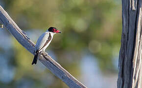 Black-tailed Tityra