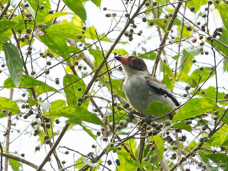 Masked Tityra