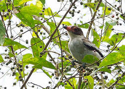 Masked Tityra