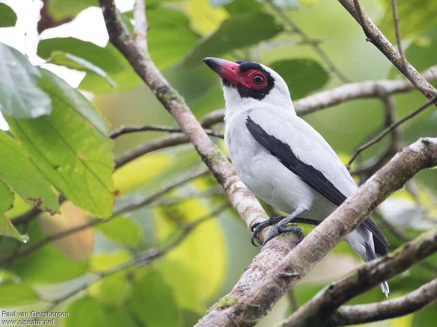 Masked Tityra male adult, identification